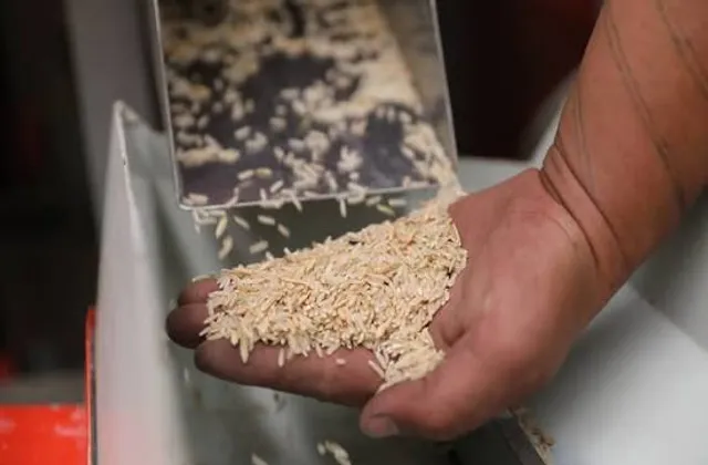 Rice Processing
