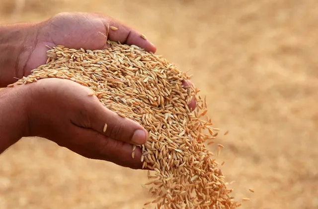Paddy Procurement