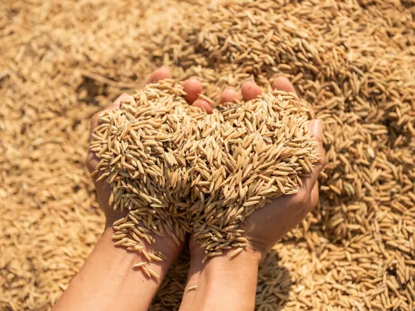Paddy Sourcing